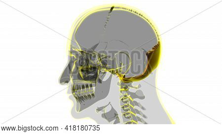 Human Skeleton Skull Occipital Bone Anatomy For Medical Concept