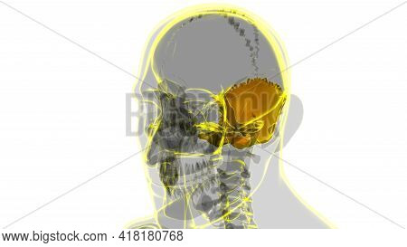 Human Skeleton Skull Occipital Bone Anatomy For Medical Concept
