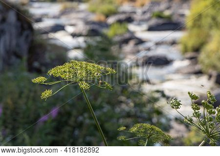 Group Of Green Hogweed Or Common Hogweed Or Cow Parsnip Heads Is On A Beautiful Blurred Green Backgr