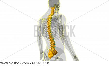 Human Skeleton Vertebral Column Vertebrae Anatomy