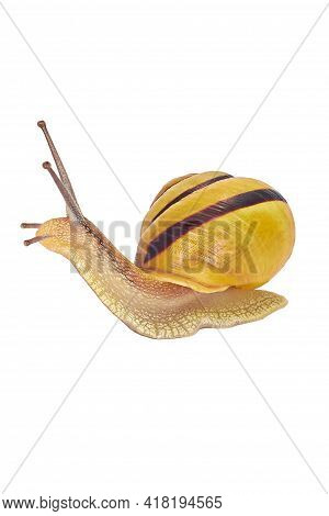 Snail. Animal Isolated On The White Background. Weinbergschnecke Vor Einem Wei En Hintergrund