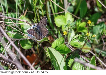 One Adonis Blue Butterfly On A Wild Meadow Flower Ready To Fly Close Up Macro.the Butterfly Sits On 