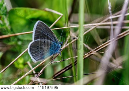 One Adonis Blue Butterfly On A Wild Meadow Flower Ready To Fly Close Up Macro.the Butterfly Sits On 