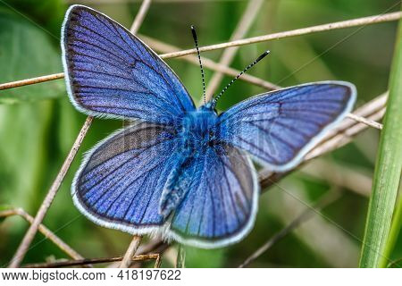 One Adonis Blue Butterfly On A Wild Meadow Flower Ready To Fly Close Up Macro.the Butterfly Sits On 