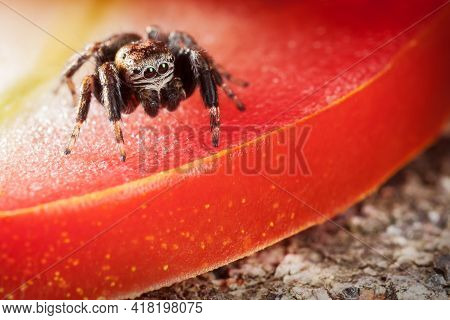 Jumping Spider On A Red Glowing Slice Of Tomato