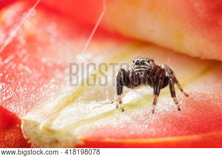 Jumping Spider On A Red Glowing Slice Of Tomato