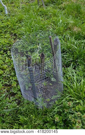 A Young Actinidia Plant Protected By A Metal Net.