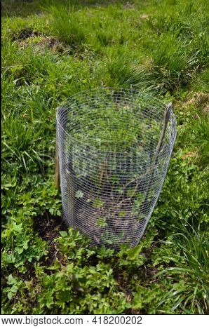 A Young Actinidia Plant Protected By A Metal Net.young Shoots Of Actinidia Eat Cats If The Plant Is 