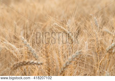 Grainfield At Sunset With The Sun Behind It