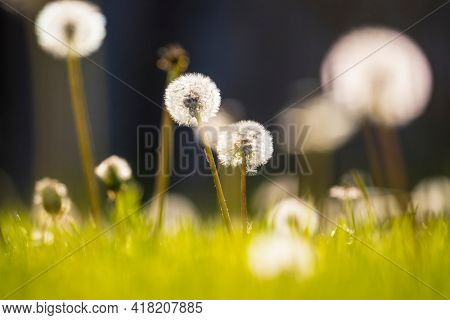 Dandelion in the grass in the spring