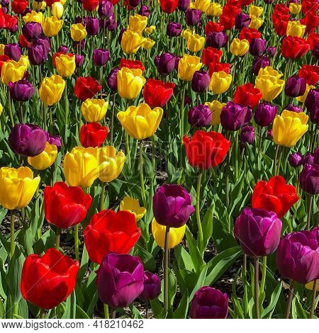 A Colorful Square Cropped Multcolored Spring Tulips Image.