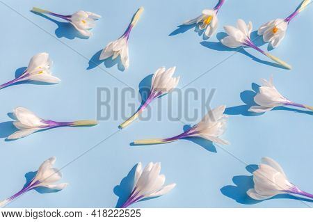 White Crocusses On Blue Background, Early Spring