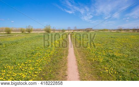 Yellow Flowers At The Walking Path In Nature Reserve Reiderwolde, Netherlands