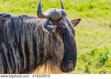 Close Up Of A Gnu At The Ngorongoro Consevation Centre, Crater, Tanzania