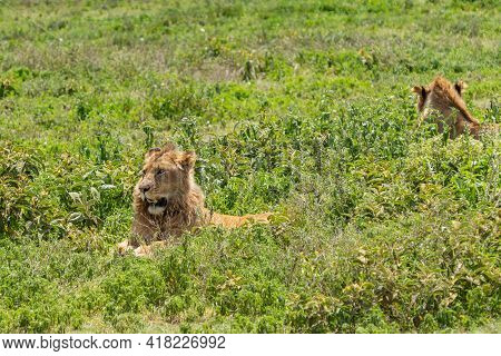 Two Beautiful Adult Male Lion Lie On Grass Field In Ngorongoro Consevation Area, Serengeti Savanna T