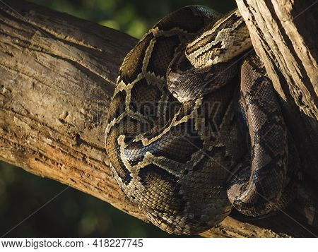 Close-up Big Reticulated Python Or Malayopython Reticulatus Curl Oneself Up On A Wooden Branch With 