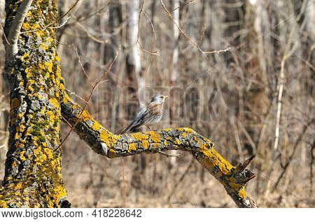 The Fieldfare (turdus Pilaris) Is A Member Of The Thrush Family Turdidae.
