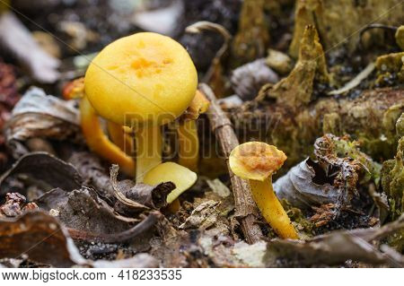 Yellowfoot Mushroom In Natur. Funnel Chantarelles. Close Up, Selective Focus.