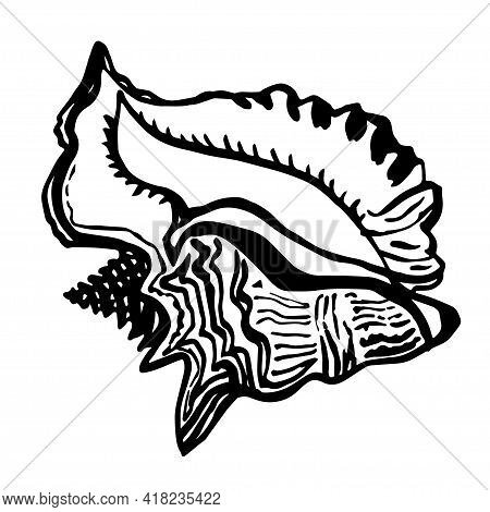 Ocean Fauna Shell Seashell In Live Line Style Of Hand Drawn Black Ink. Doodle Sketch Design Element 