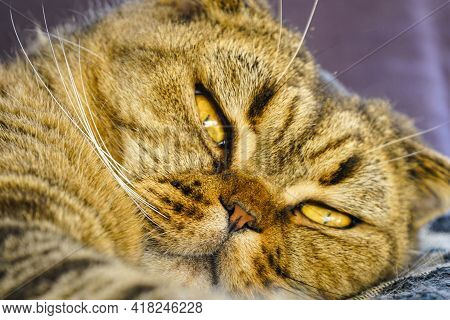 Funny Cat Portrait With Yellow Eyes And Blurred Background