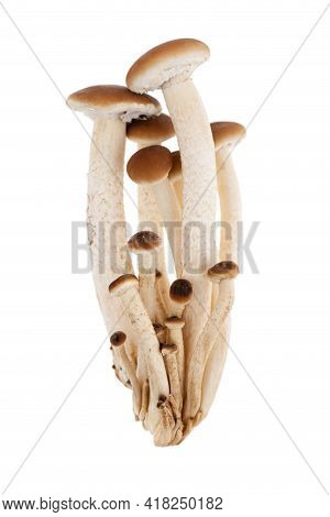Mushrooms Isolated On White Background. Honey Mushrooms Close-up On A White Background.