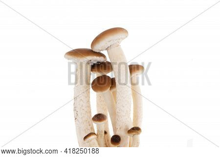 Mushrooms Isolated On White Background. Honey Mushrooms Close-up On A White Background.