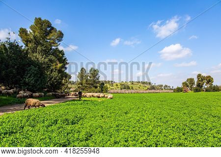 Wide green meadow with lush tall grass. Large flock of sheep and rams is driven along a dirt road around the meadows. Spring green world. Warm sunny february day in Israel. 