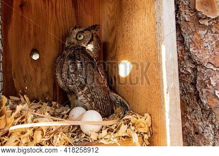 Nesting Female Eastern Screech Owl Megascops Asio With Eggs In A Nest Box In Bonita Springs, Florida