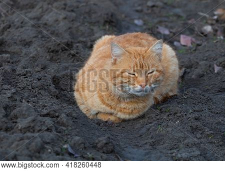 A Beautiful Orange Cat Sleeping In The Garden.