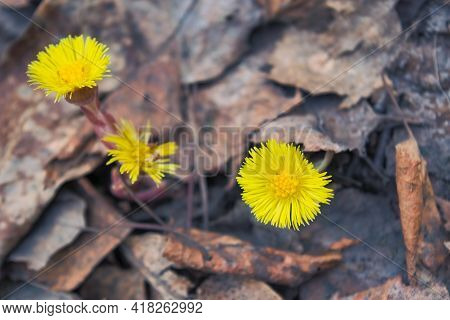 Blooming In Early Spring Bush Coltsfoot. Beautiful Yellow Coltsfoot Flower. Tussilago Farfara.
