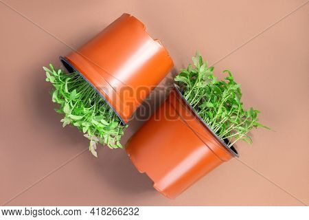 Young Tomato Seedlings In Plastic Pots On Brown  Paper Background. 

Spring Nature Concept. Creative