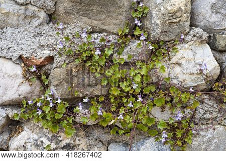 Kenilworth Ivy, Cymbalaria Muralis. Wild Climbing Plant On An Old Wall