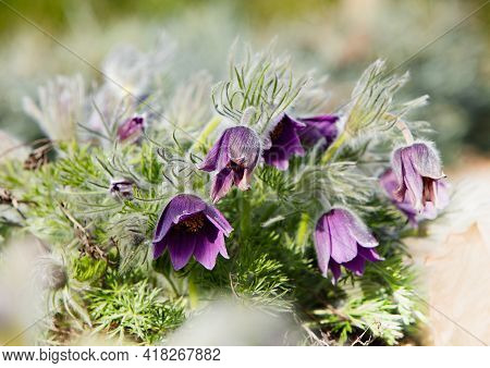 Dream-grass One Of The Most Beautiful Flower. Pulsatilla Blooms The Spring In The Forest Or Park On 