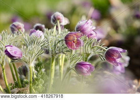 Dream-grass one of the most beautiful flower. Pulsatilla blooms the spring in the forest or park on 