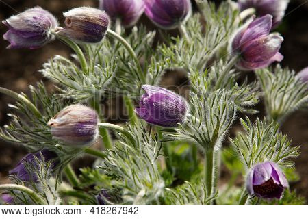 Dream-grass One Of The Most Beautiful Flower. Pulsatilla Blooms The Spring In The Forest Or Park On 