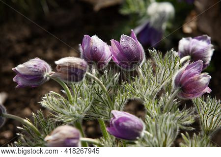 Dream-grass one of the most beautiful flower. Pulsatilla blooms the spring in the forest or park on 
