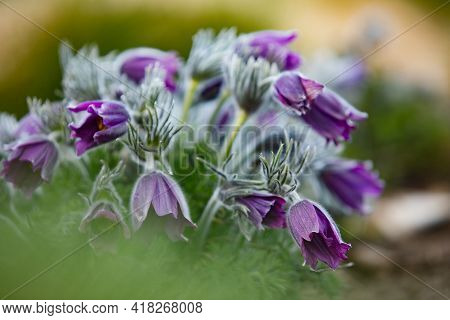 Dream-grass one of the most beautiful flower. Pulsatilla blooms the spring in the forest or park on 