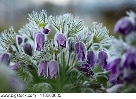 Dream-grass one of the most beautiful flower. Pulsatilla blooms the spring in the forest or park on 