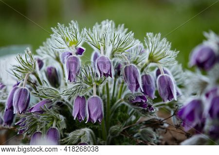Dream-grass One Of The Most Beautiful Flower. Pulsatilla Blooms The Spring In The Forest Or Park On 
