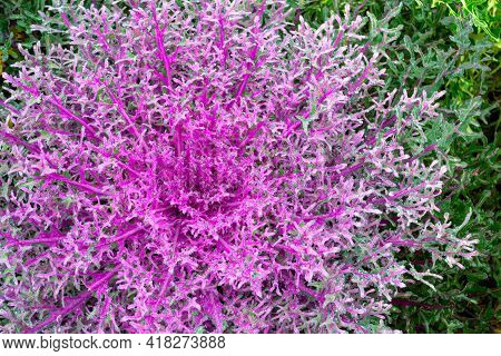 Close-up Of Blooming Purple - Pink Decorative Cabbage. Wep Acephala Or Brassica Oleracea Decorative.