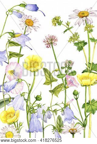 Watercolor Drawing Field Flowers And Plants, Floral Background, Hand Drawn Illustration
