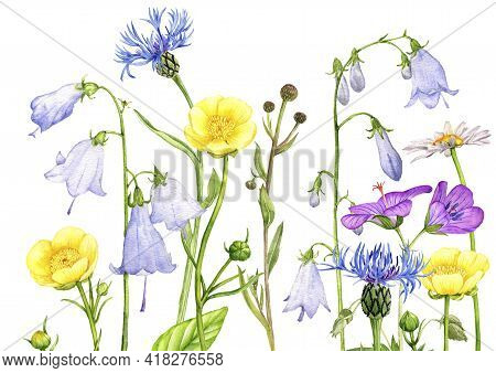 Watercolor Drawing Field Flowers And Plants, Floral Background, Hand Drawn Illustration