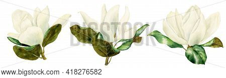 Watercolor Drawing White Magnolia Flowersisolated At White Background, Hand Drawn Illustration