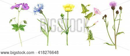 Watercolor Drawing Wild Flowers , Meadow Cranes-bill, Buttercup, Field Thistle And Cornflower, Flora