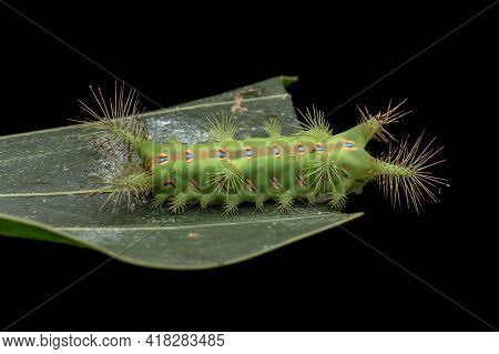Close Up Of Beautiful Green Stinging Nettle Slug Caterpillar On Green Leaves