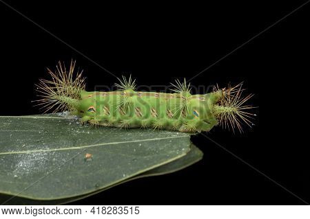 Close Up Of Beautiful Green Stinging Nettle Slug Caterpillar On Green Leaves