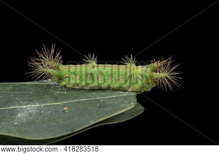 Close Up Of Beautiful Green Stinging Nettle Slug Caterpillar On Green Leaves