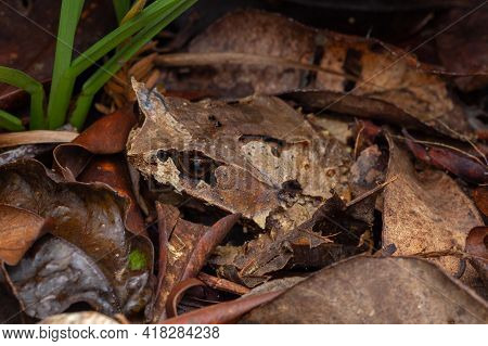 Macro Image Of A Huge Horned Frog From Borneo - Megophrys Kobayashii
