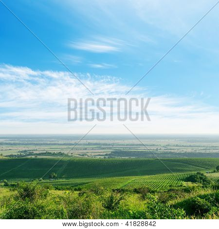 light clouds over green vineyard. Ukraine, Trans-carpathian region