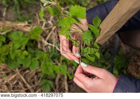 Woman Care About Her Berries In The Garden, Tie Branch To A Trellis With Twine.